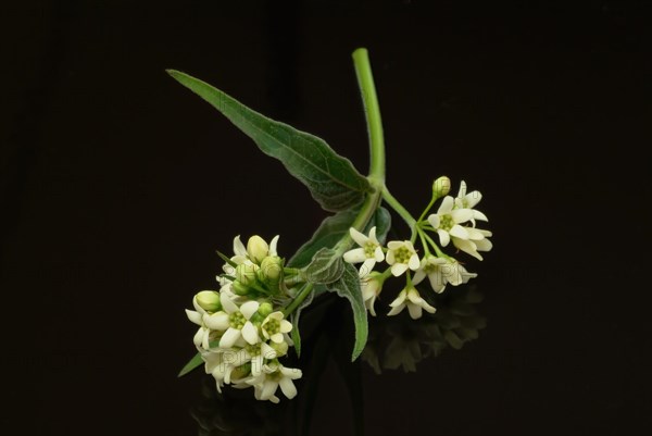 Medicinal plant white swallowwort