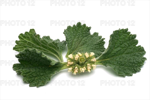 White horehound