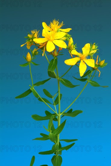 Medicinal plant St. John's wort