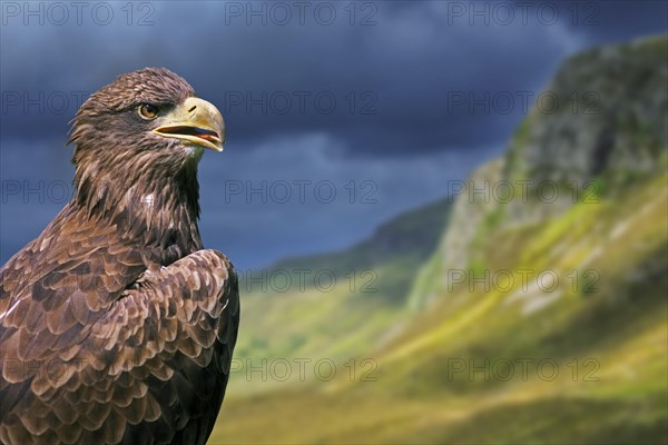 Golden eagle