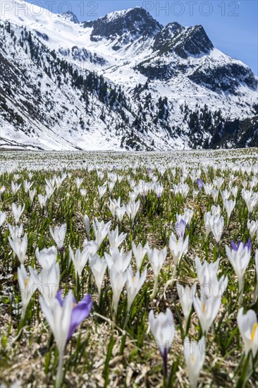 Meadow full of white and purple crocuses