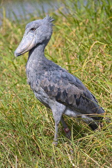 Shoebill