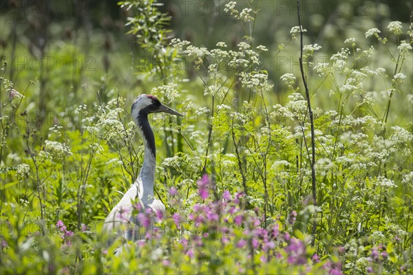 Common crane