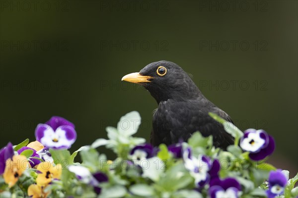 European blackbird