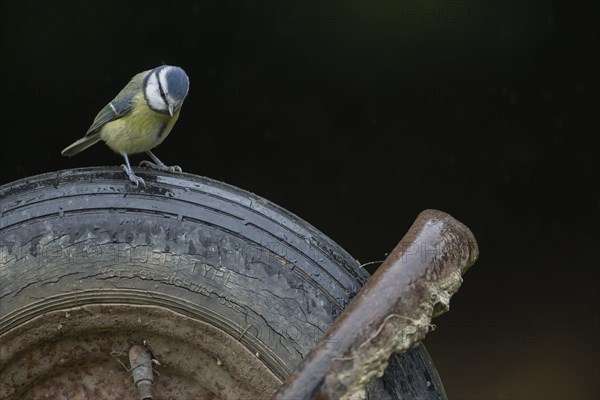 Blue tit