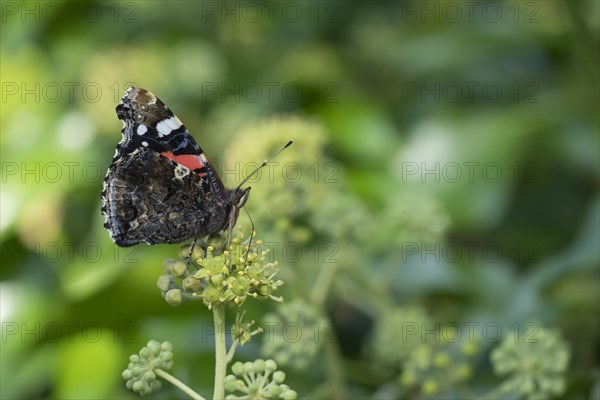 Red admiral