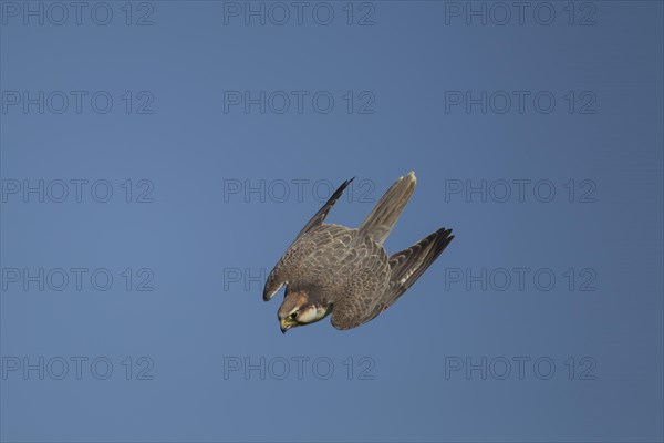 Lanner falcon