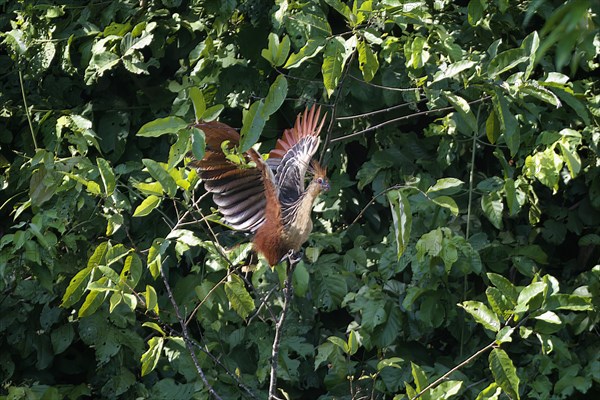 Hoatzin