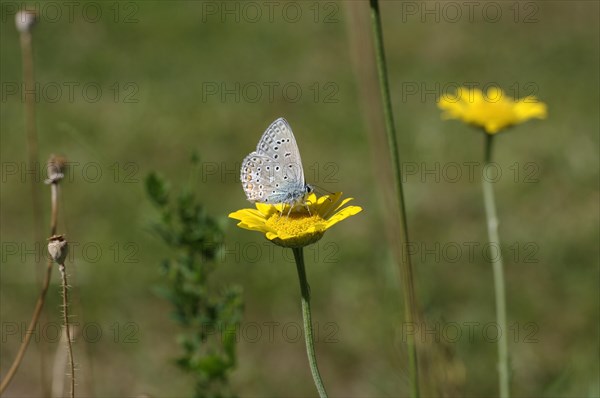 Common blue butterfly