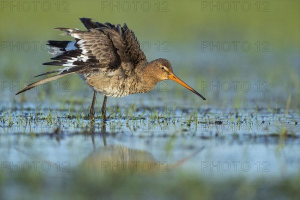 Black-tailed Godwit