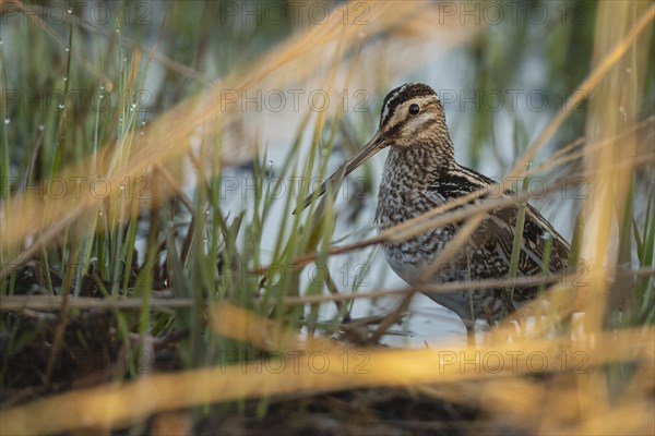 Common Snipe