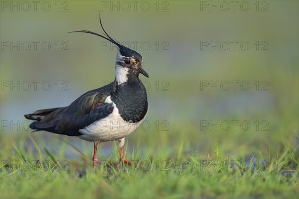 Northern lapwing