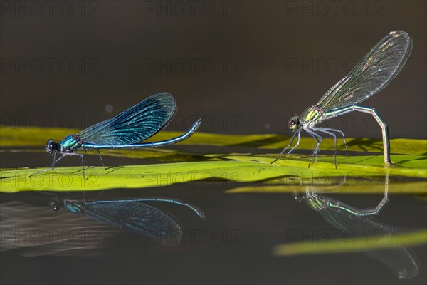 Banded demoiselle