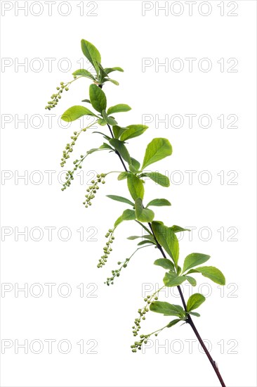 Korean barberry Rubin