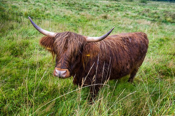 Ancient cattle breed in the Unesco world heritage site Hedeby