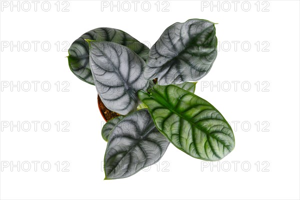 Top view of exotic 'Alocasia Baginda Silver Dragon' houseplant on white background