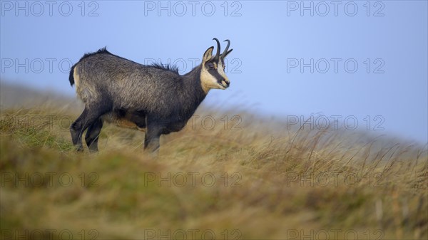 Chamois