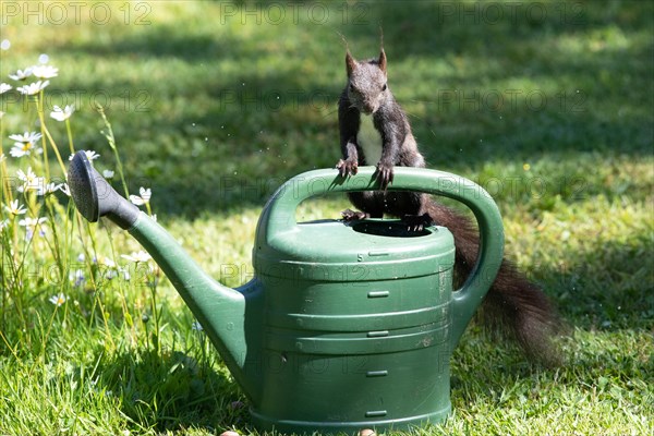 Squirrel standing on watering can looking from the front