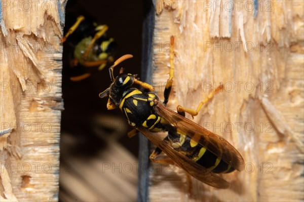 French wasp sitting on tree trunk from behind left sehed