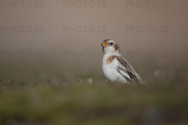 Snow bunting