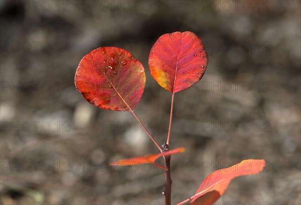 Red shining leaves of the wig bush