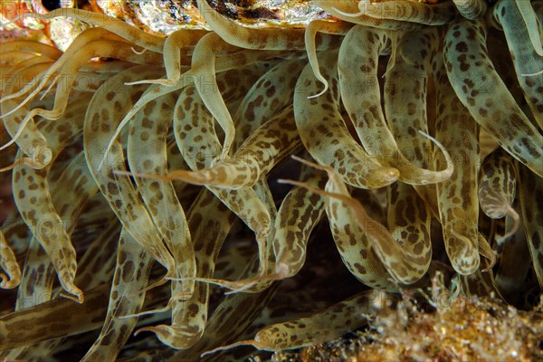 Extreme close-up of tentacles of sea anemone