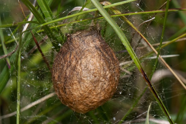 Zebra spider