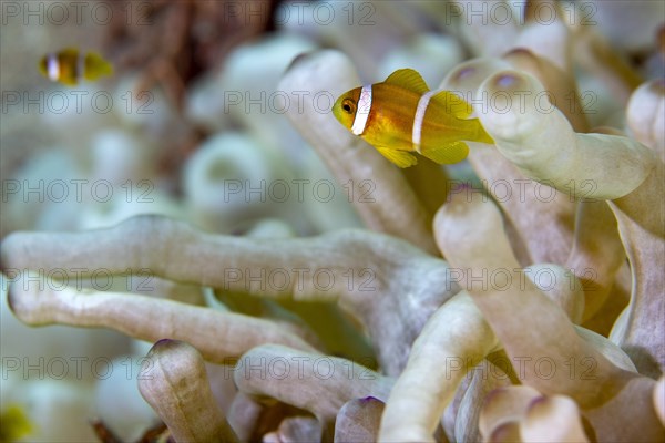 Red sea clownfish