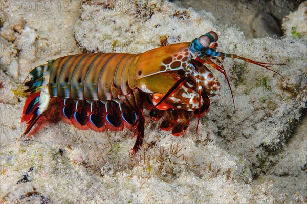 Peacock mantis shrimp