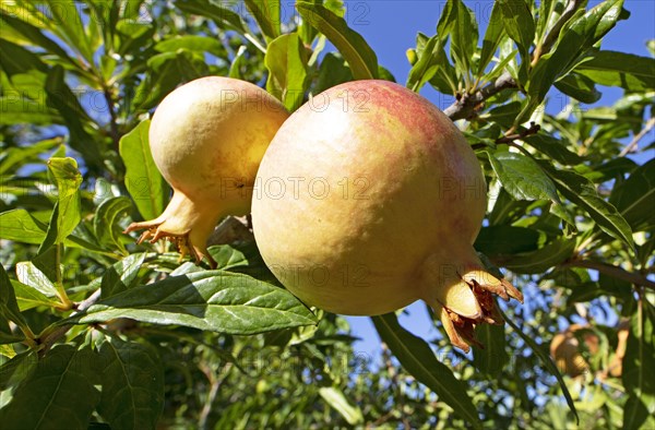 Pomegranates on the tree