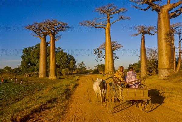 Ox cart at the Avenue de Baobabs near Morondavia