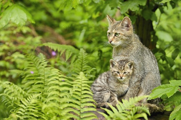 European wildcat