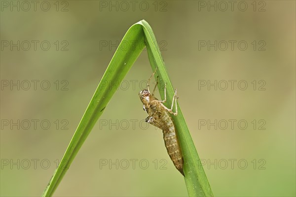 Dragonfly larva