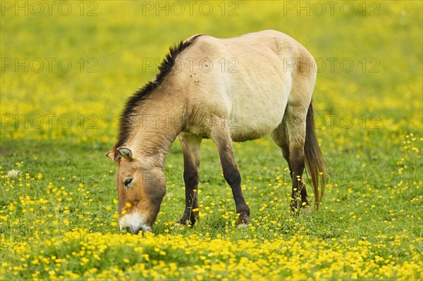 Przewalski's horse