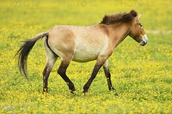 Przewalski's horse