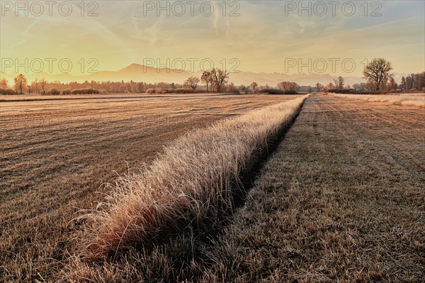 Reeds at sunrise behind Rigi