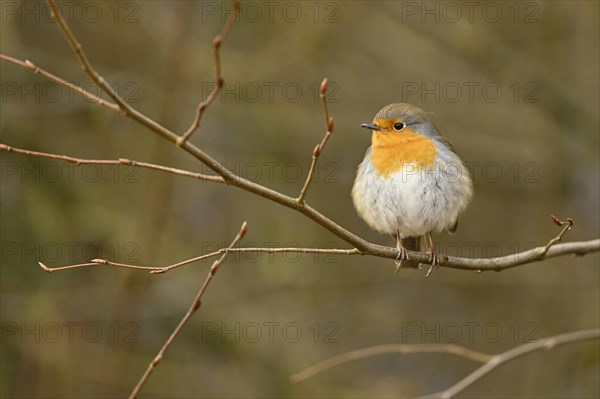 European robin