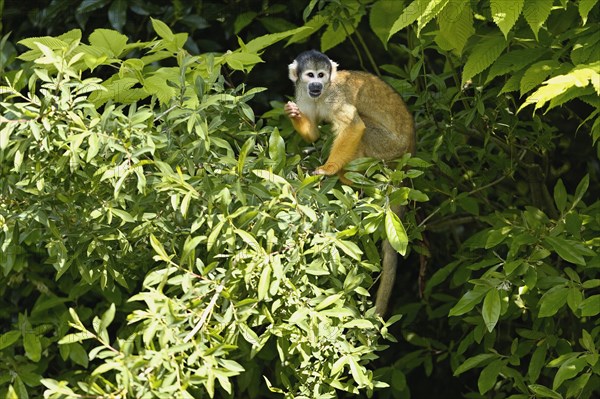 Black-capped squirrel monkey