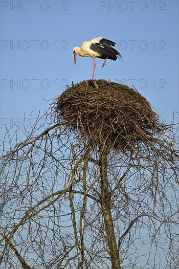 White stork