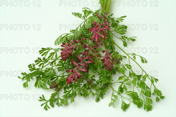 Medicinal plant Common fumitory