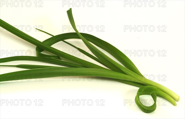 Medicinal plant genuine sea onion