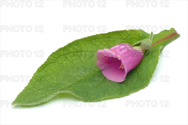 Common foxglove