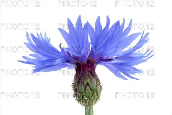 Cornflower