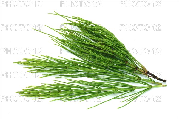 Field horsetail