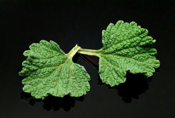 White horehound