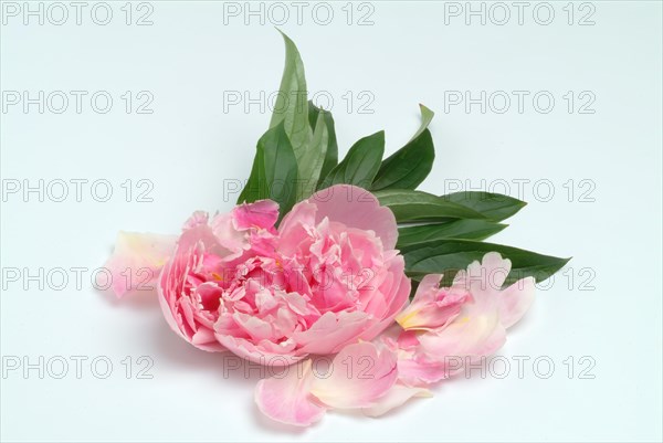 European peony