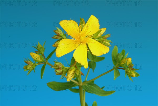 Medicinal plant St. John's wort