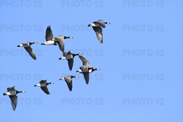 Barnacle geese