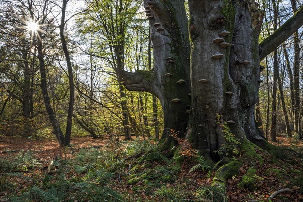 Common beech