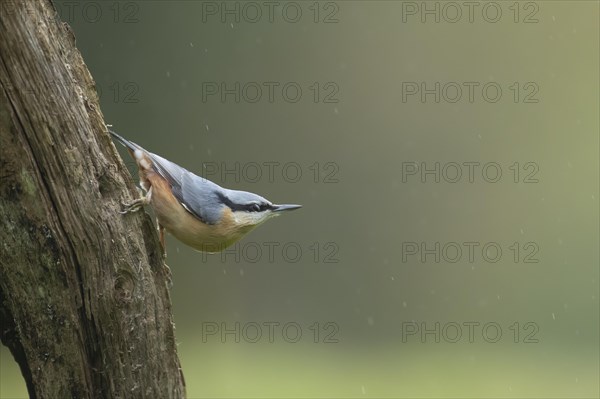 European nuthatch